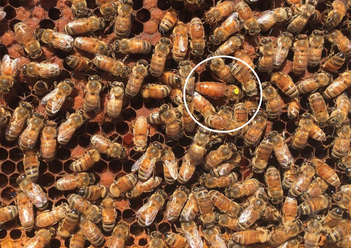 beekeepersrehabhives2